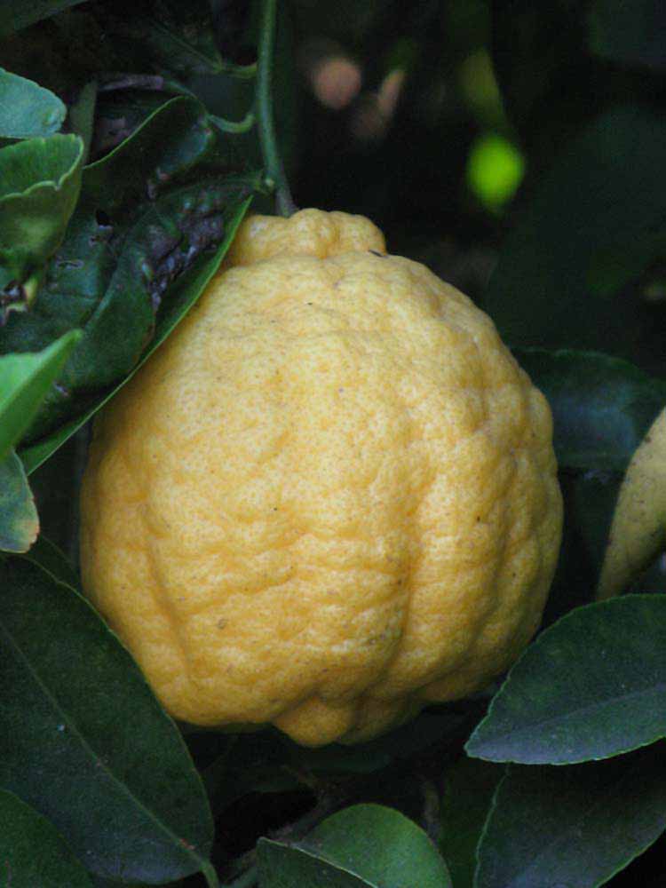            Fruit (Gomiri, Riverside, CA)   